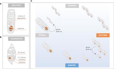 Seasonal and Form-Specific Gene Expression Signatures Uncover Different Generational Strategies of the Pelagic Tunicate Salpa thompsoni During the Southern Ocean Winter